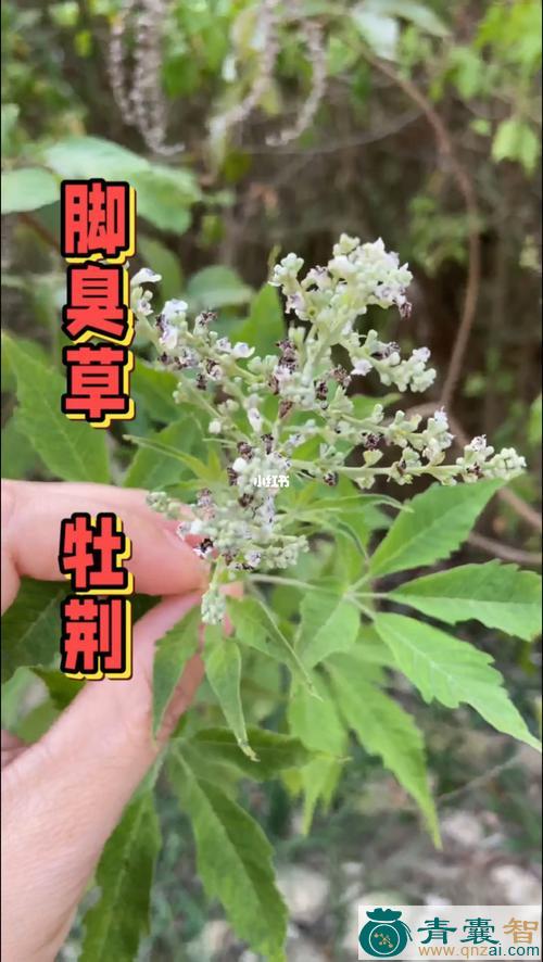 牡荆汁的性味归经以及功效用法-青囊智