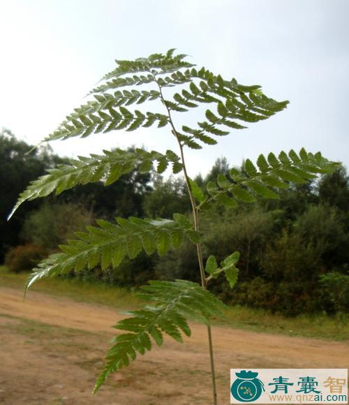 狗骨木的性状性味归经以及功效用法-青囊智