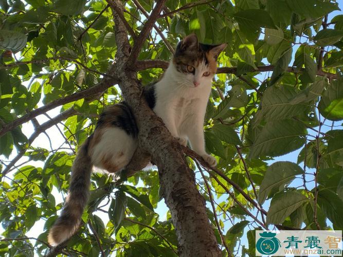 猫上树的性状性味归经以及功效用法和注意事项-青囊智