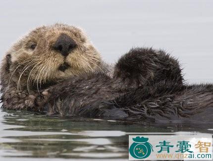 獭四足的性味归经以及功效用法-青囊智