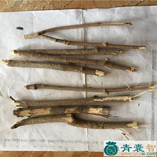 珍珠杆的性状性味归经以及功效用法-青囊智