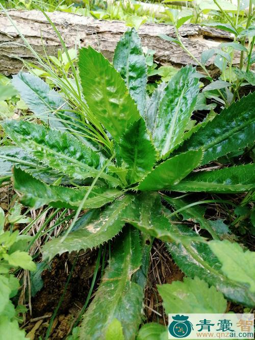 番鬼芫茜的性味归经以及功效用法-青囊智