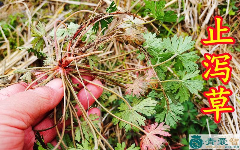 痢止草的性状性味归经以及功效用法和注意事项-青囊智