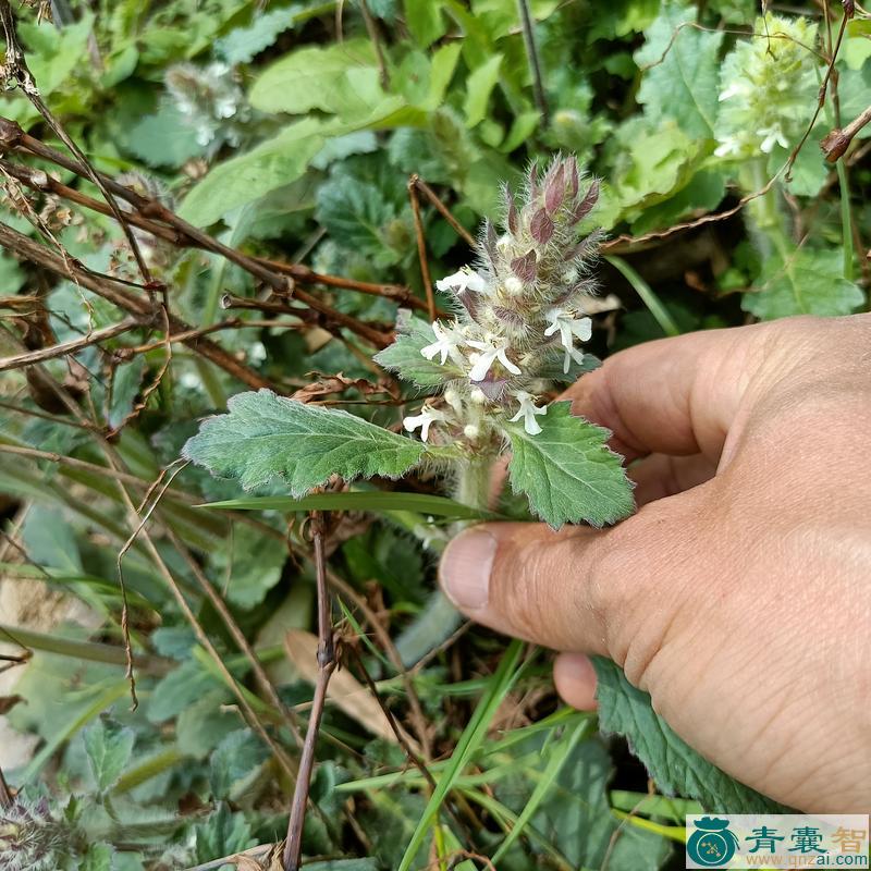 白毛筋骨草的性味归经以及功效用法-青囊智