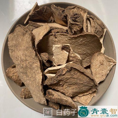 白漂子的性状性味归经以及功效用法-青囊智