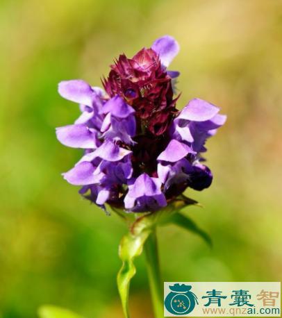 白花夏枯草的性状性味归经以及功效用法-青囊智