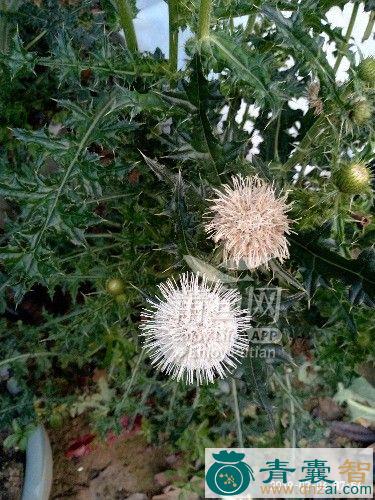 白花大蓟的性味归经以及功效用法-青囊智