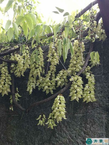 白花油麻藤的性味归经以及功效用法-青囊智