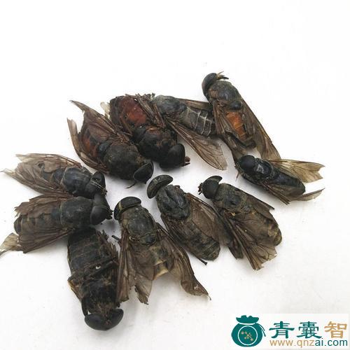 瞎虻虫的性状性味归经以及功效用法和注意事项-青囊智