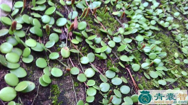 石上瓜子菜的性味归经以及功效用法-青囊智