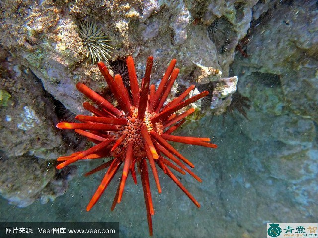 石笔海胆的性味归经以及功效用法-青囊智