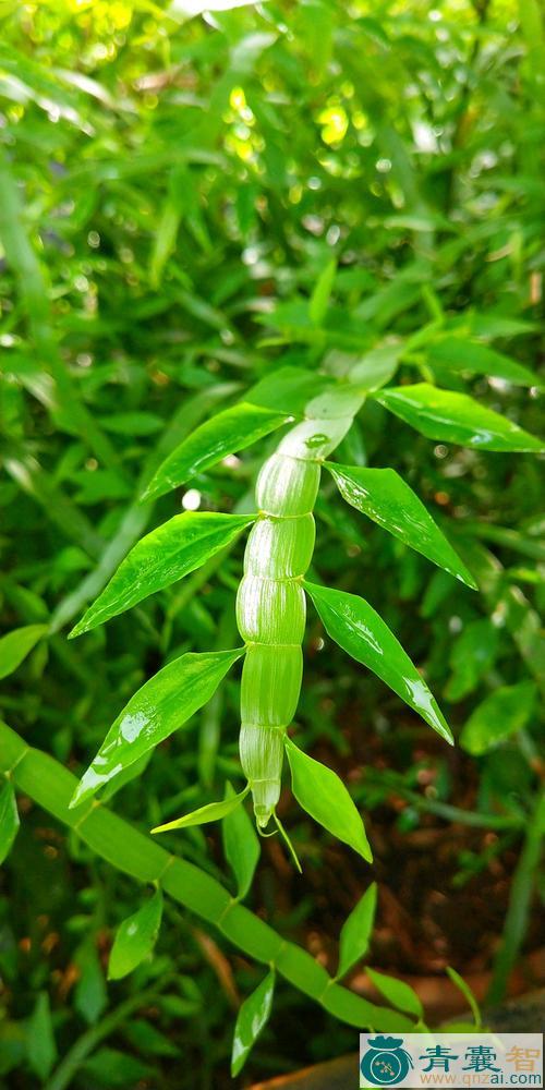 竹节藤的性状性味归经以及功效用法-青囊智