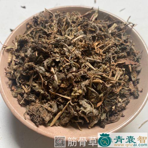 筋骨菜的性味归经以及功效用法-青囊智