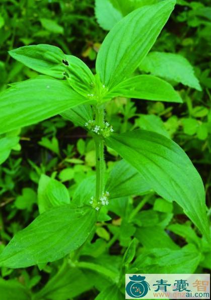 粗叶耳草的性状性味归经以及功效用法-青囊智