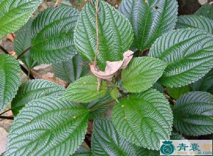 糙叶水苎麻的性味归经以及功效用法-青囊智