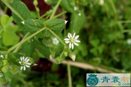 繁露的性状性味归经以及功效用法和注意事项-青囊智