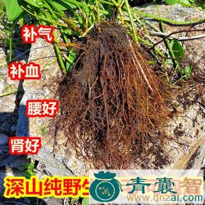 红藿毛草的性味归经以及功效用法和注意事项-青囊智