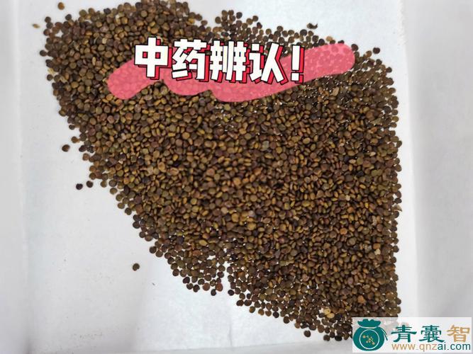 结留子的性状性味归经以及功效用法和注意事项-青囊智