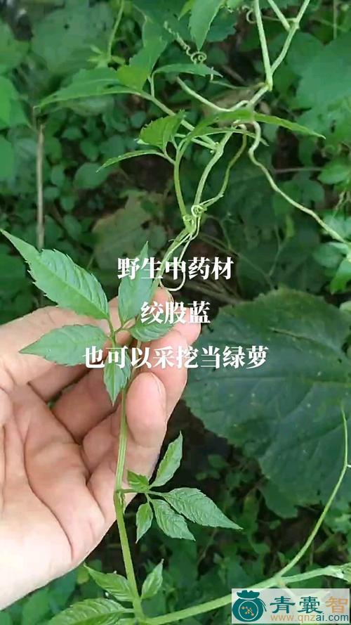 绞剪草的性状性味归经以及功效用法和注意事项-青囊智