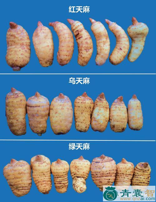 绿天麻的性状性味归经以及功效用法-青囊智