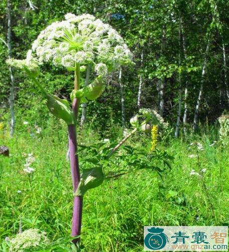 绿花独活的性味归经以及功效用法-青囊智