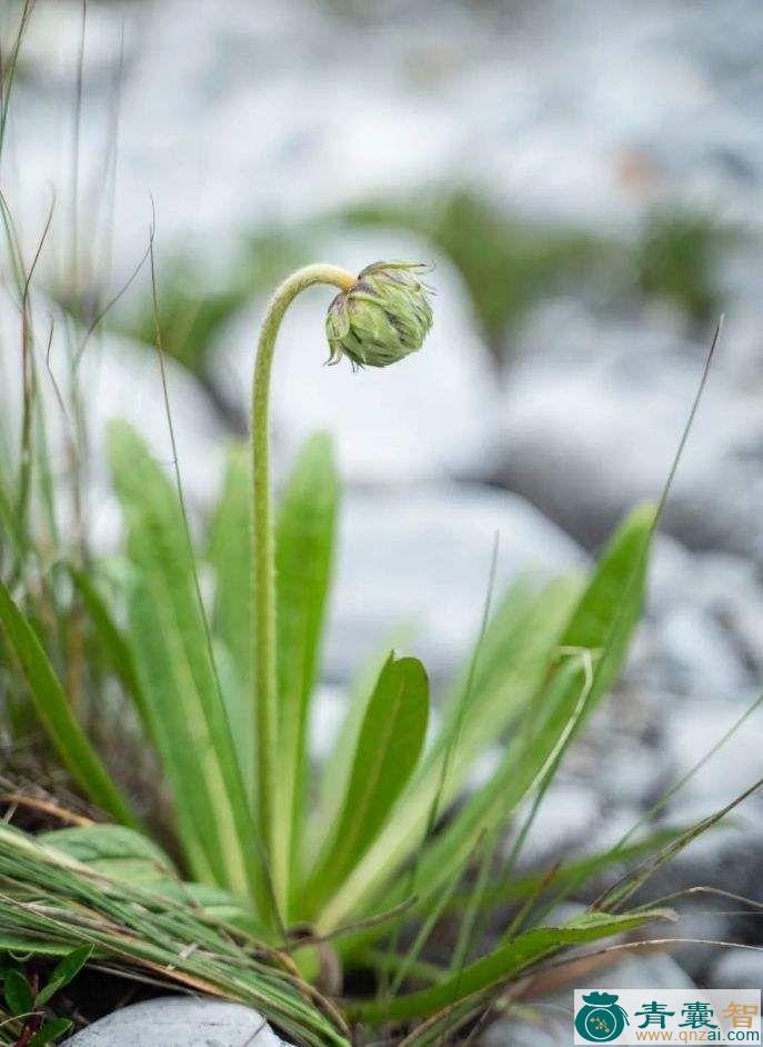 翼首草的性味归经以及功效用法-青囊智