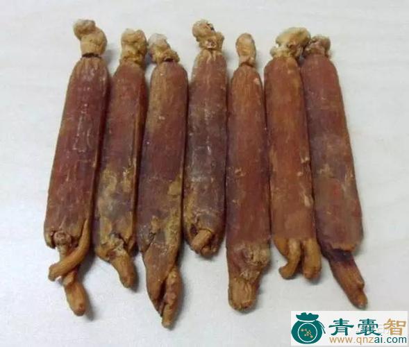 老母鸡咀的性状性味归经以及功效用法-青囊智