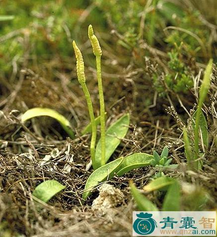 耳叶金毛裸蕨的性状性味归经以及功效用法-青囊智