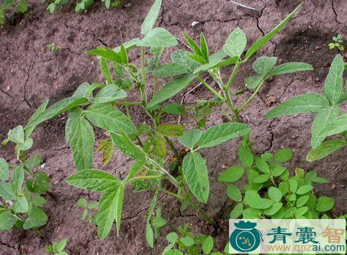 肥田草麦豆藤的性味归经以及功效用法-青囊智