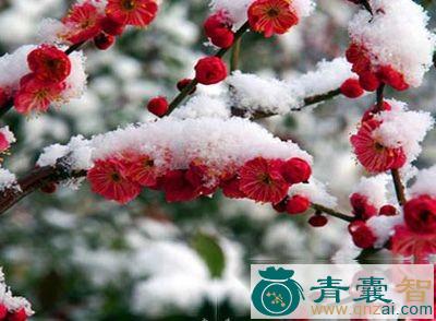 腊雪的性味归经以及功效用法-青囊智