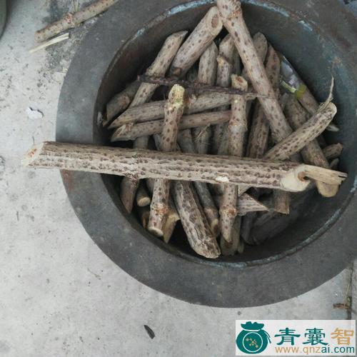 臭桶柴的性味归经以及功效用法-青囊智