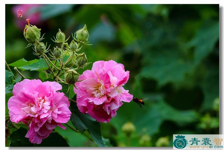 芙蓉花的性状性味归经以及功效用法和注意事项-青囊智