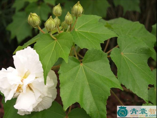 芙蓉花叶的性状性味归经以及功效用法和注意事项-青囊智