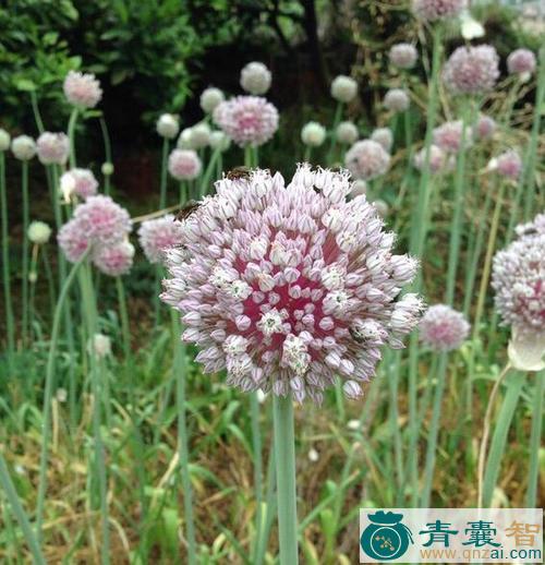 花酸苔的性状性味归经以及功效用法-青囊智