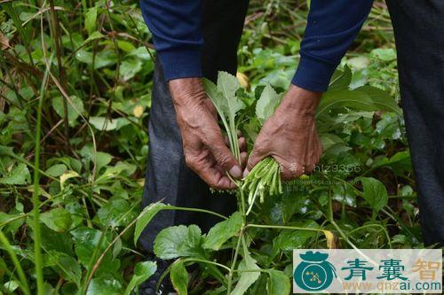 苦爸菜的性味归经以及功效用法和注意事项-青囊智