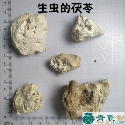 茯背虫的性状性味归经以及功效用法和注意事项-青囊智