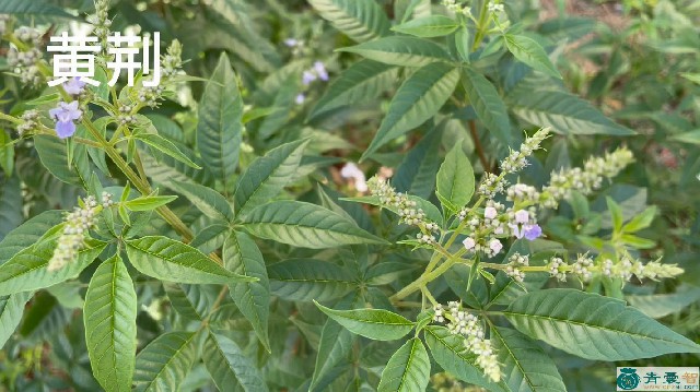 荆草的性味归经以及功效用法和注意事项-青囊智