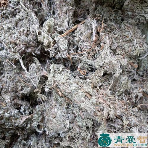 草茵陈的性状性味归经以及功效用法-青囊智