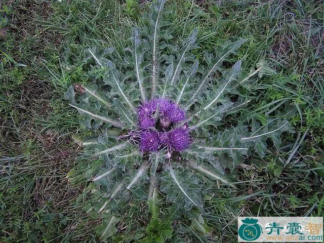 莲座蓟的性味归经以及功效用法-青囊智