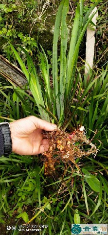 菖蒲叶的性状性味归经以及功效用法和注意事项-青囊智