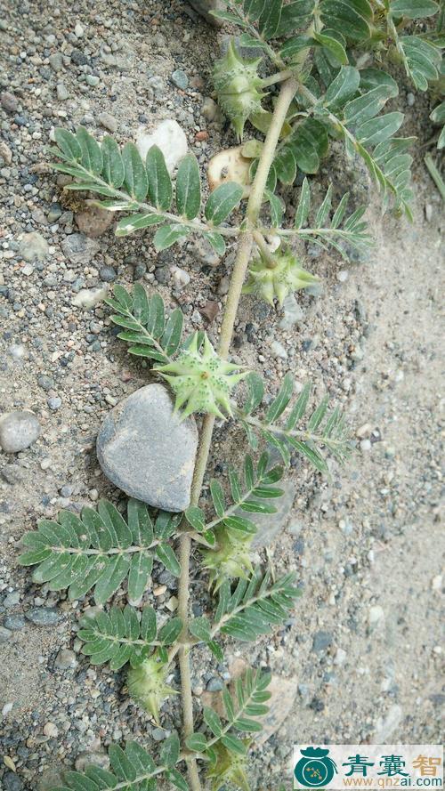 蒺藜蓇葖的性状性味归经以及功效用法和注意事项-青囊智