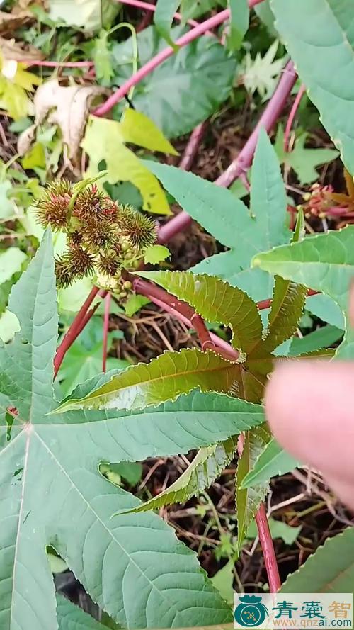 蓖麻根的性味归经以及功效用法-青囊智