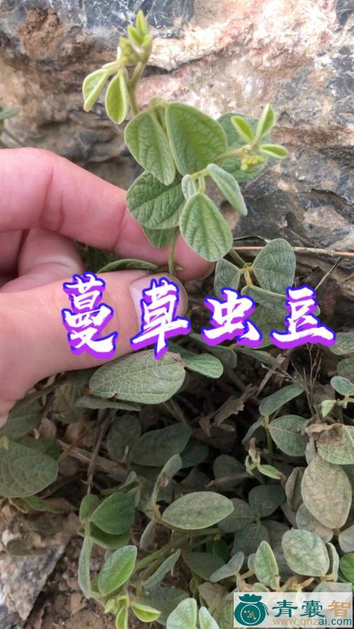 蔓草虫豆的性味归经以及功效用法-青囊智