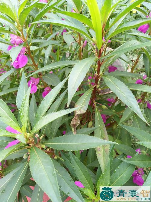 蕨芨花的性味归经以及功效用法-青囊智