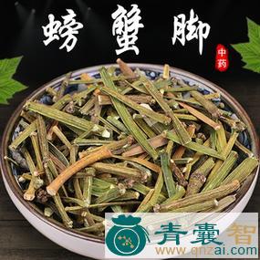 虾脚寄生的性味归经以及功效用法-青囊智