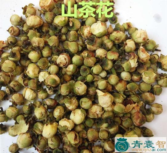 西南山茶的性味归经以及功效用法-青囊智