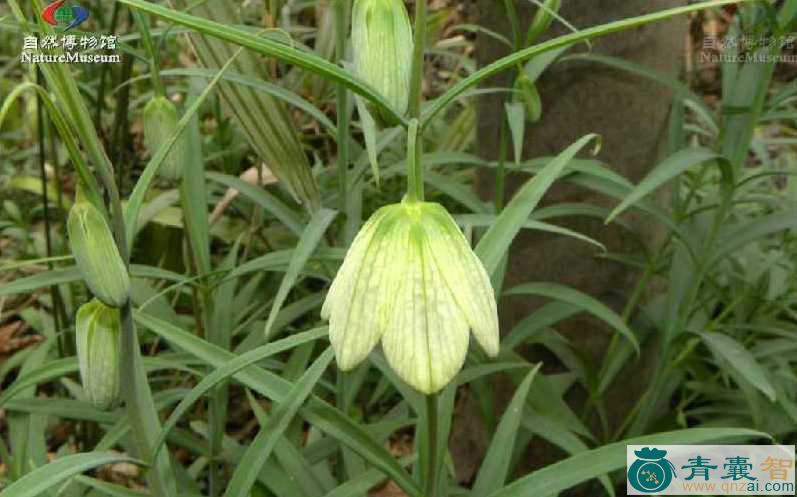 贝茜花的性状性味归经以及功效用法-青囊智