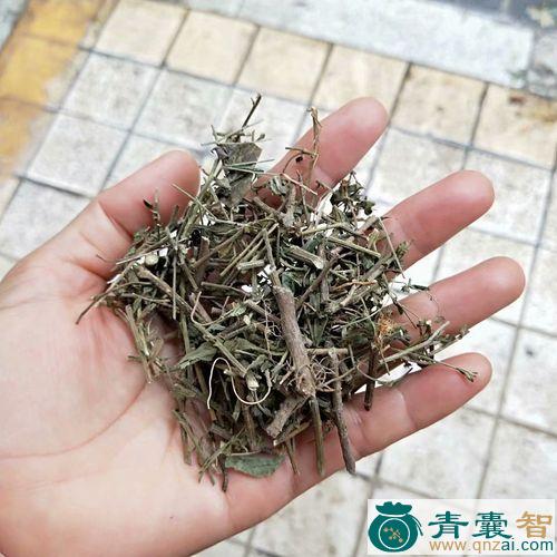 路旁菊的性状性味归经以及功效用法-青囊智