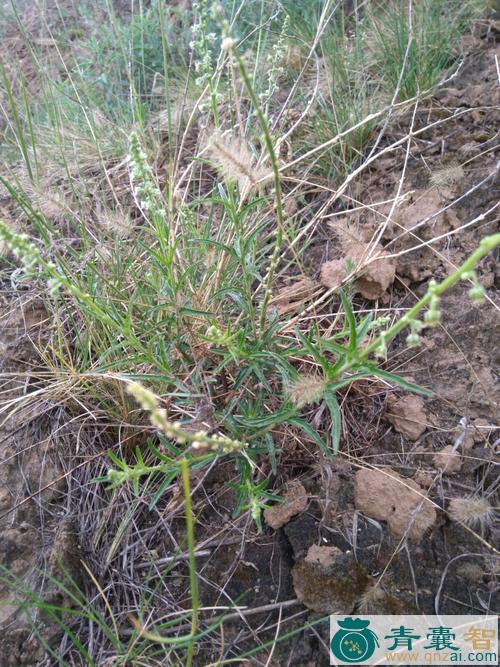 软骨山川的性味归经以及功效用法和注意事项-青囊智