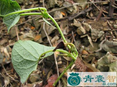 避血雷的性状性味归经以及功效用法-青囊智